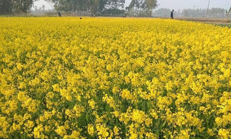 দিনাজপুরের ফসলের মাঠে এখন হলুদের ঢেউ