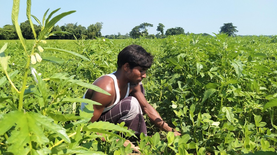 তিল চাষে কৃষকমনে নতুন আশা